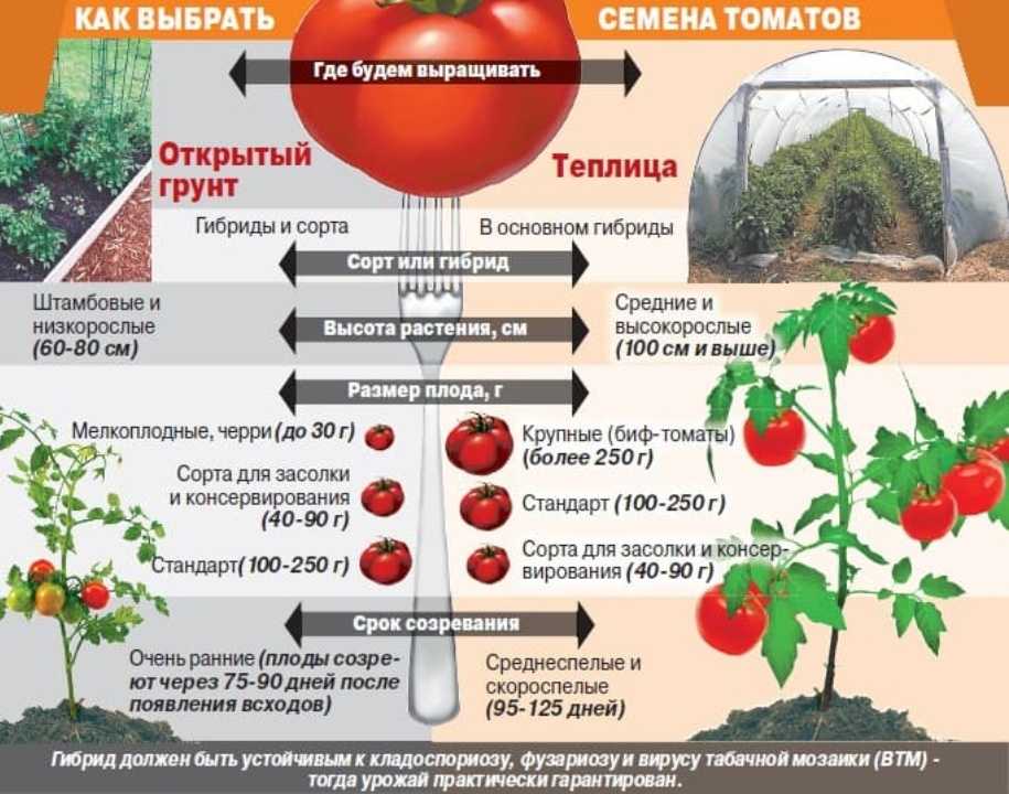 Когда и как пересадить рассаду помидор в теплицу и открытый грунт