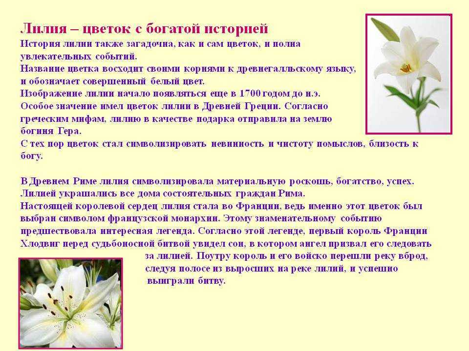Особенности посадки лилий