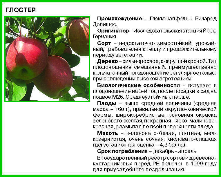 Яблоня кроха: описание, фото, отзывы