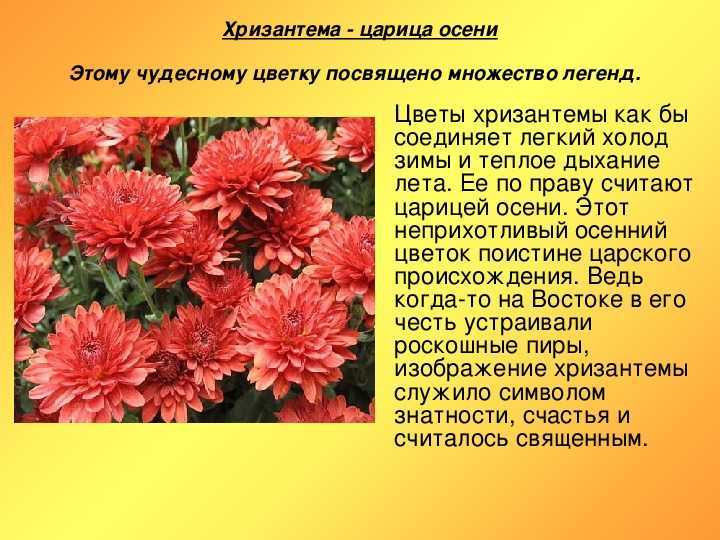 Хризантема «бакарди» (26 фото): описание сорта кустовой хризантемы, белые и желтые разновидности bacardi, посадка и уход