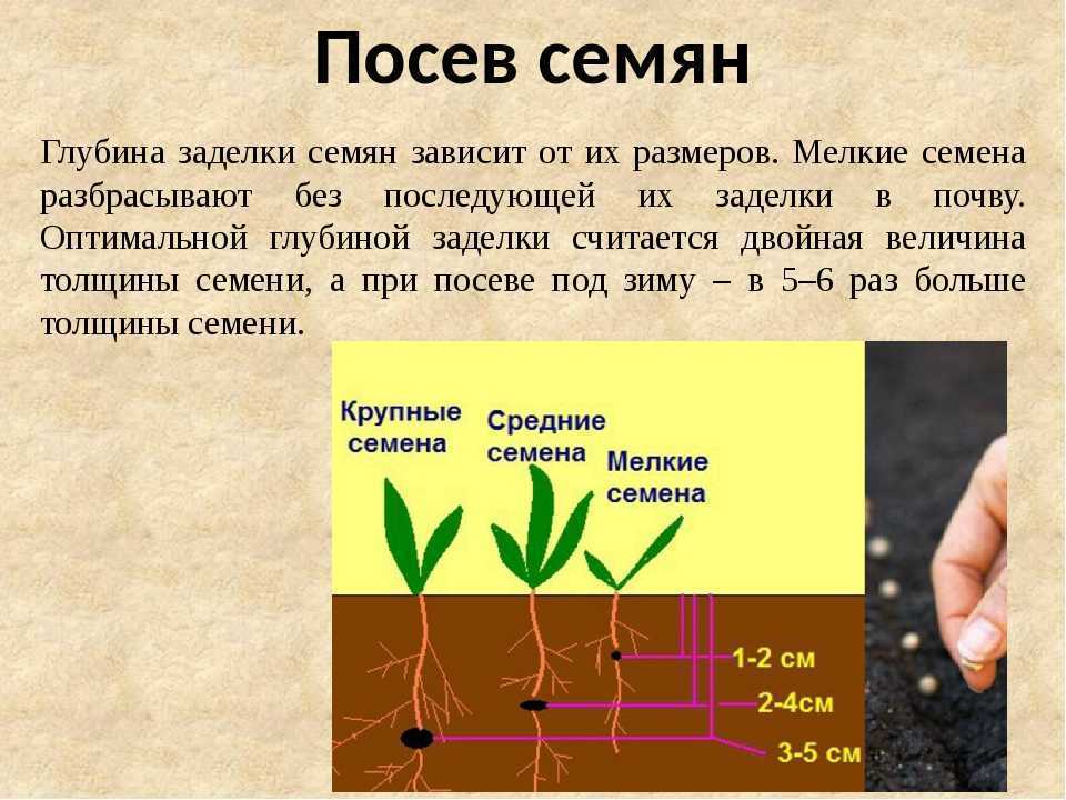 Как посадить морковь, чтобы быстро взошла, ускорить всхожесть семян: что надо делать, как быстро прорастить перед посадкой (видео)