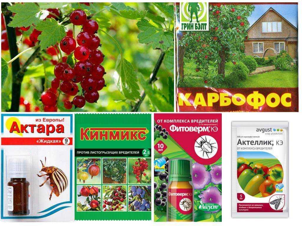 Огневка на смородине: как бороться с болезнью различными методами и как использовать профилактические средства по временам года