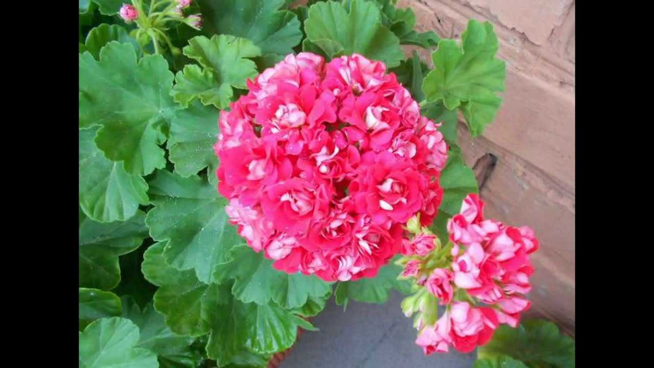 Пеларгония pink rambler