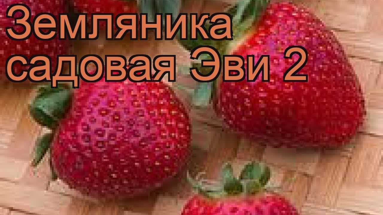 Клубника эви 2: описание сорта, отзывы садоводов о выращивании с фото и видео