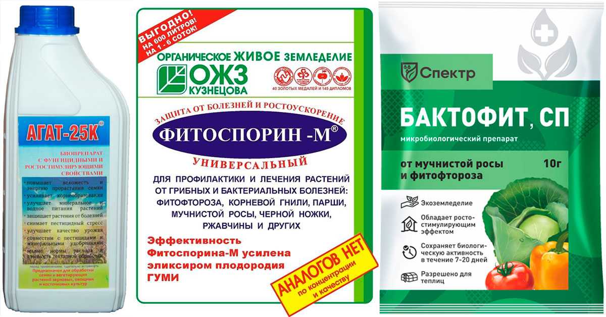 Мучнистая роса: наносимый вред и чем обрабатывать растения при возникновении заболевания