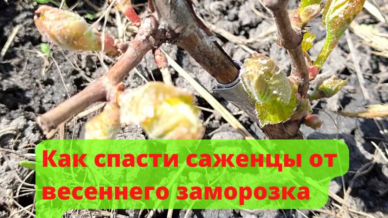 Когда открывать виноград после зимы: при какой температуре, условия и полезные советы