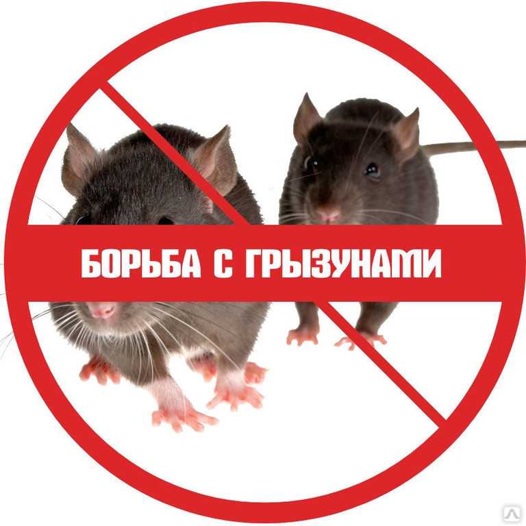 Крысы из курятника уходят за 3 дня: как избавиться простыми методами