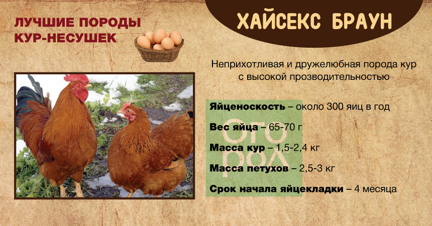 Хайсекс: куры несушки и цыплята этой породы, их описание и фото, а также разновидности - браун, райт, коричневый selo.guru — интернет портал о сельском хозяйстве