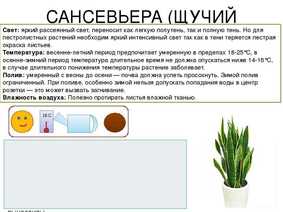 Самые красивые и необычные сорта гиппеаструмов