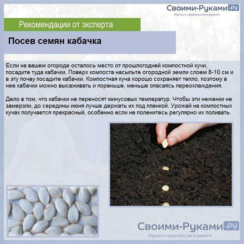 Кабачки - подготовка и посев семян, выращивание рассады