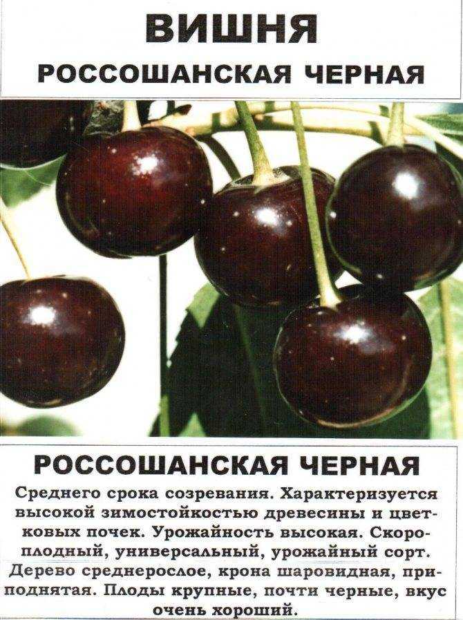 Сорт черешни чермашная: фото, отзывы, описание, характеристики.