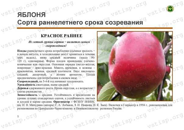 Сорт яблони красное раннее: фото, отзывы, описание, характеристики.