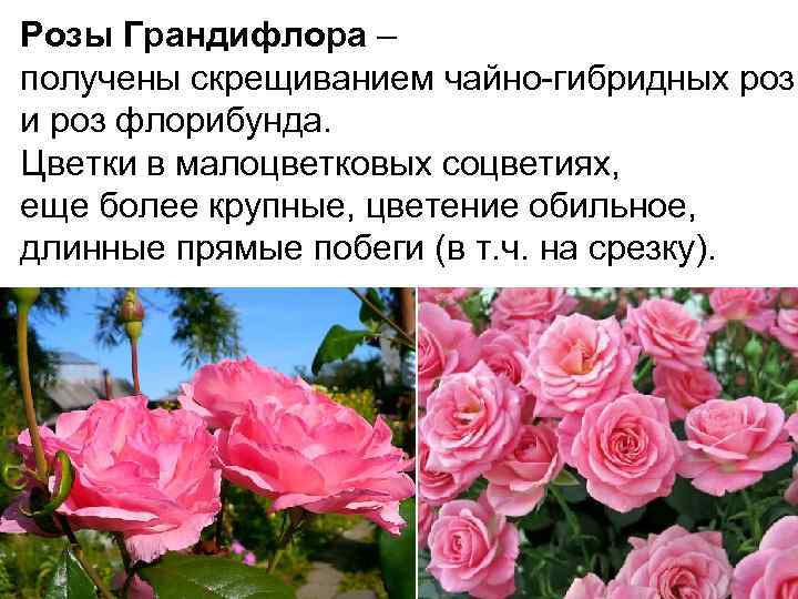 О розе Грандифлора: что это такое, характеристики сортов розы, правила ухода