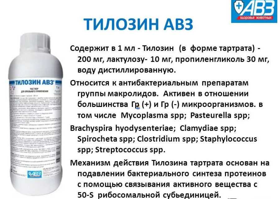 Антибиотики для кур-несушек для лечения и профилактики