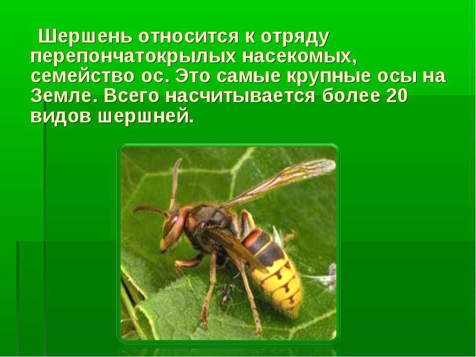 Как выглядит пчелиная матка. все об осах: как выглядит матка и как насекомые размножаются, для чего они нужны в природе и сколько живут?