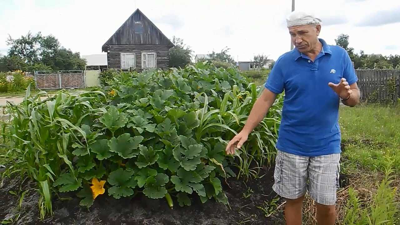 Высокая урожайность без особого труда: как вырастить картошку, не перекапывая землю при посадке?