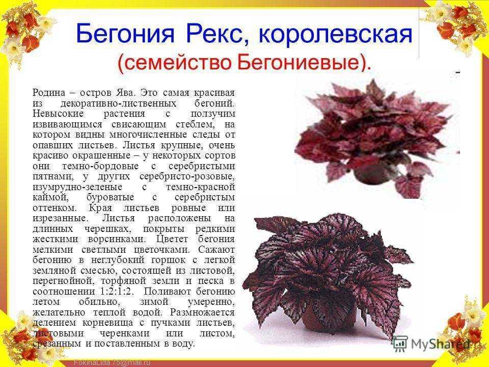 Клубневая бегония: посадка и уход в домашних условиях