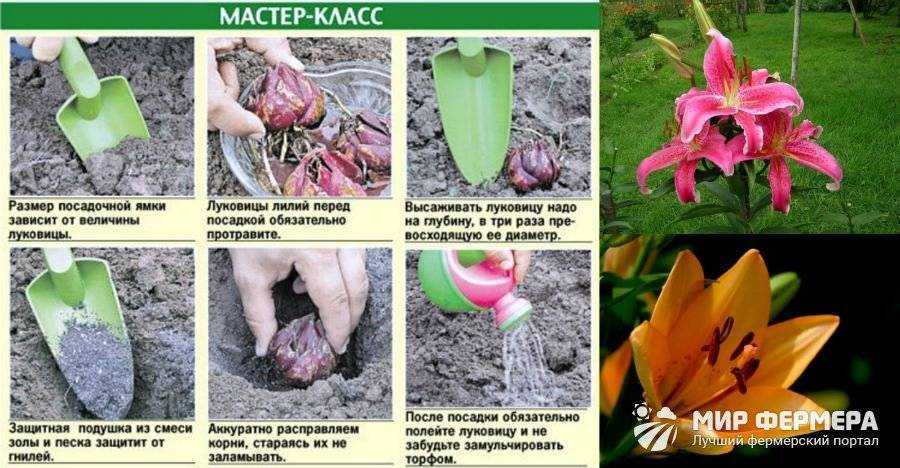 О гибридах лилий (описание сортов, зимостойкость, правила посадки и ухода)