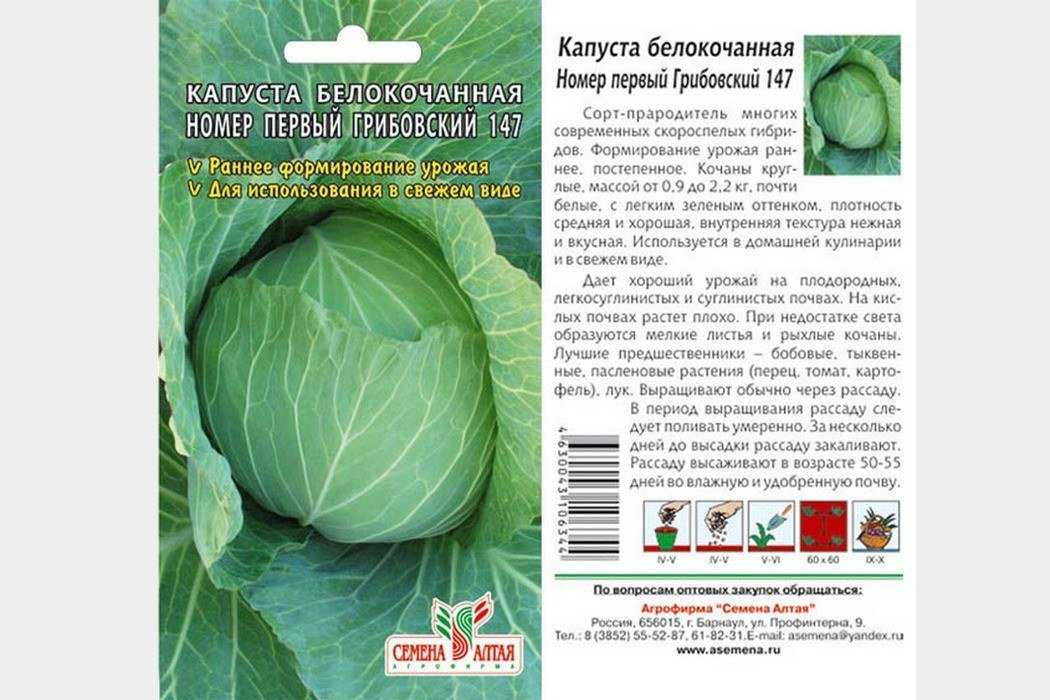 Нидерландский сорт с приятном внешним видом и вкусом — капуста леннокс f1: описание и характеристика