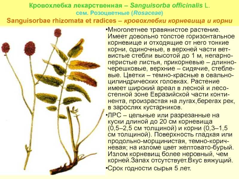 Кровохлебка лекарственная: фото, лечебные свойства и противопоказания, от чего помогает