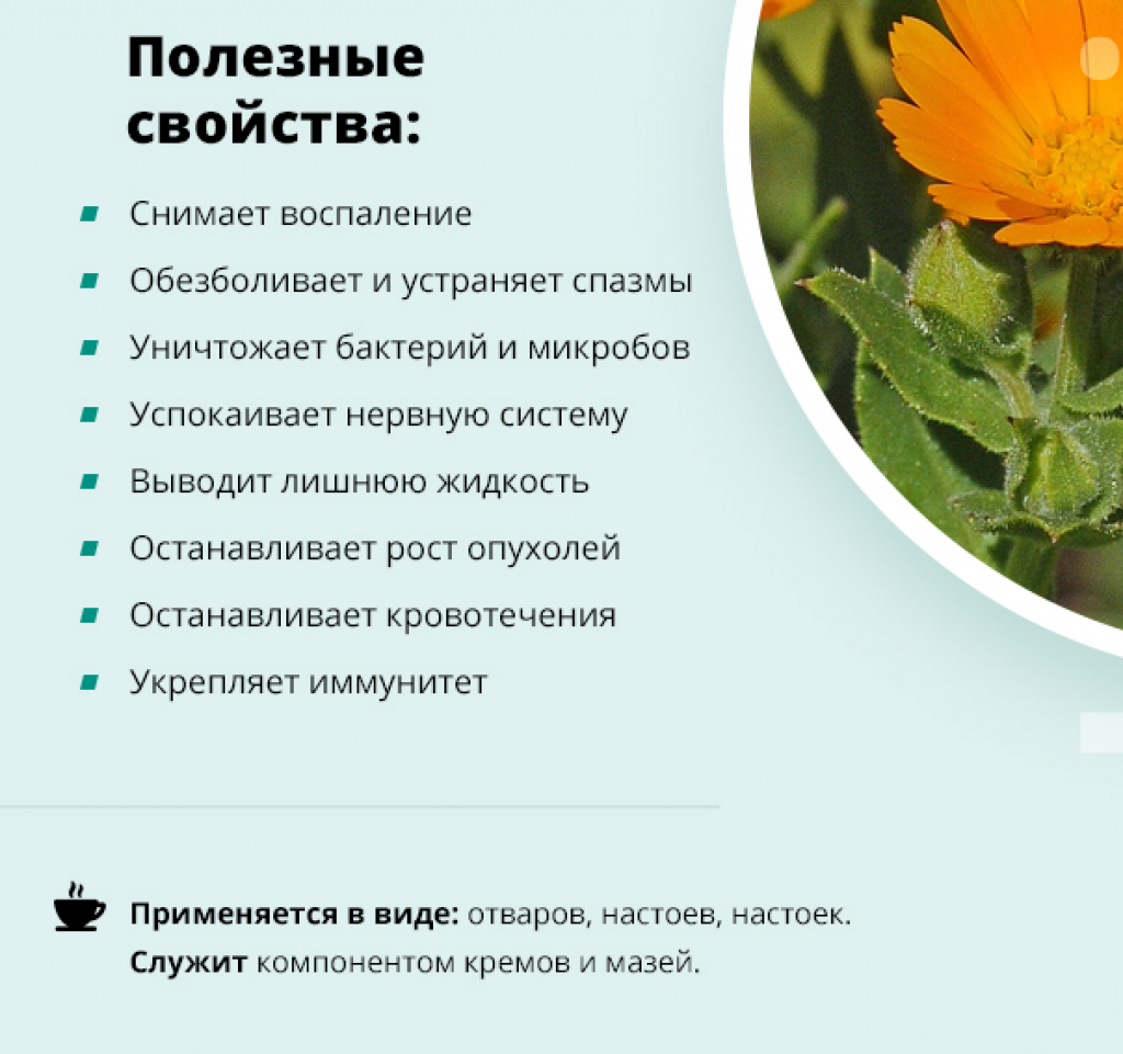 Календула (ноготки) - цветок простой в выращивании и уходе