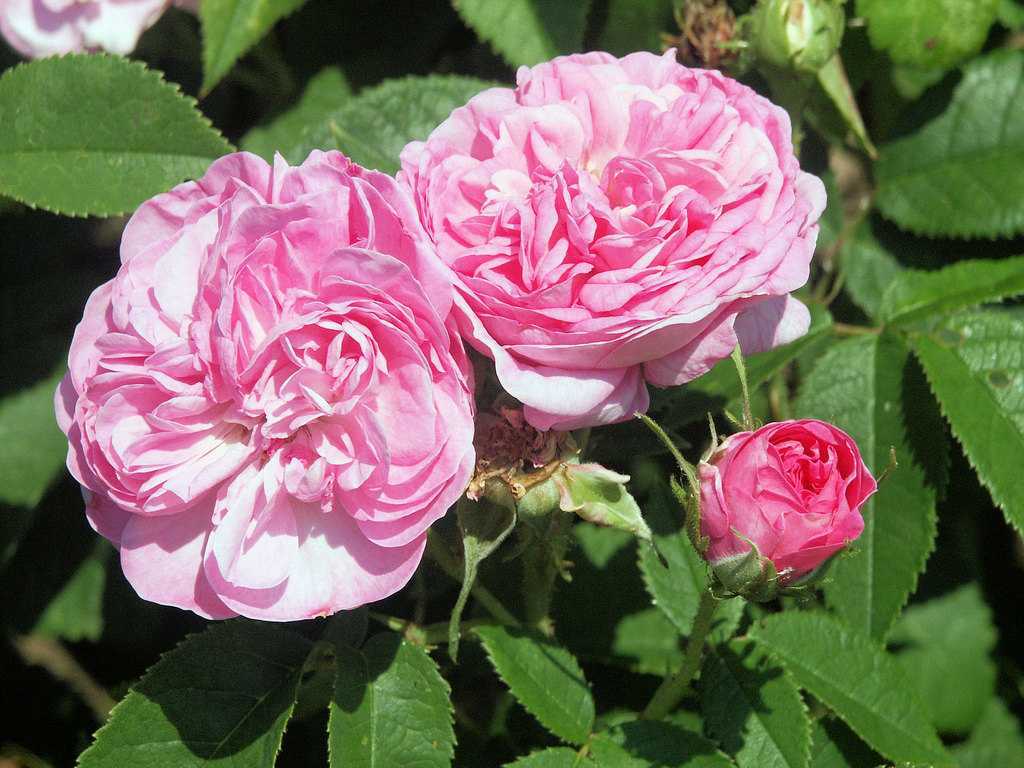 Дамасская роза (rosa damascena): описание, сорта, посадка и уход