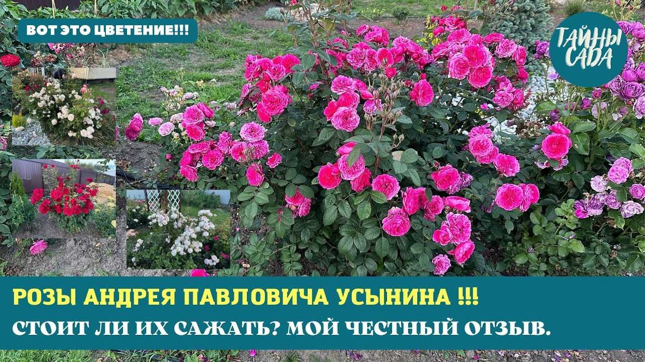 Роза поэзия: фото, описание сорта