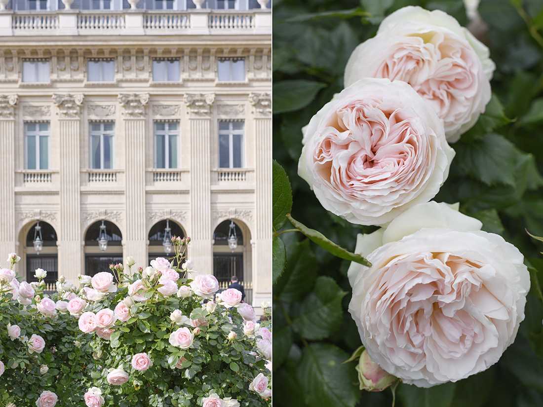 Роза пале рояль (palais royal) — характеристики клаймбера