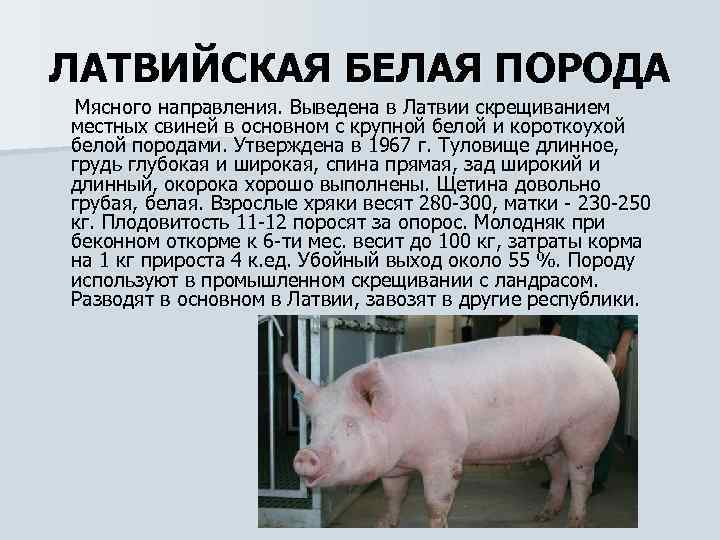 Крупная белая — свиноводство -> породы свиней