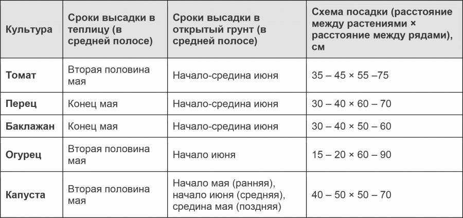 Посадка капусты в открытый грунт рассадой: правила посадки