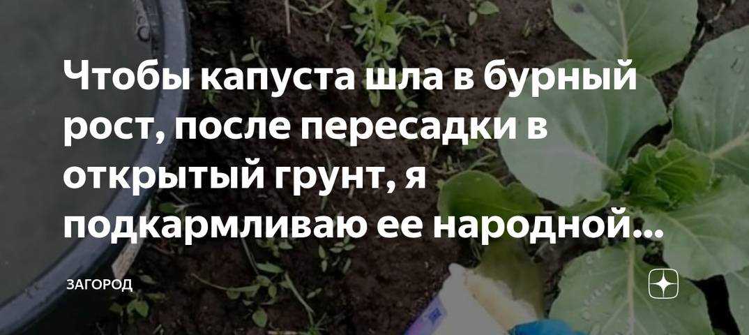 Подкормка капусты после посадки в открытый грунт: народные удобрения под капусту