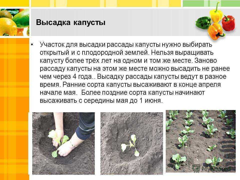 Пекинская капуста ча-ча: описание сорта, фото, отзывы, урожайность
