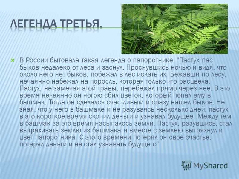 Комнатный папоротник: фото, родина домашнего растения, почему и какие относят к царству высшей группы, как выглядит в горшке, страна происхождения, условия обитания