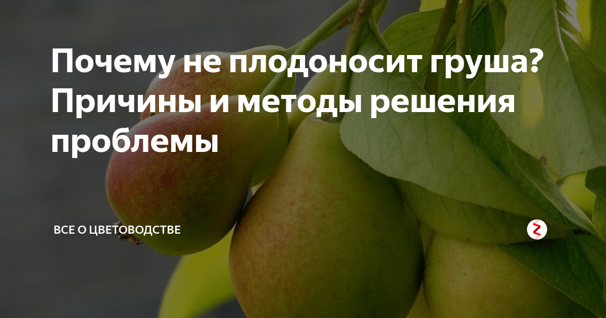 Почему груша не цветет и не плодоносит: что делать