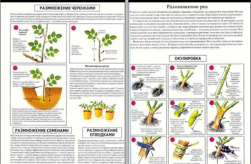 Как вырастить розу из черенков в домашних условиях в картошке: можно ли посадить в горшке, что нужно для того, чтобы укоренить цветок, каков дальнейший уход?дача эксперт