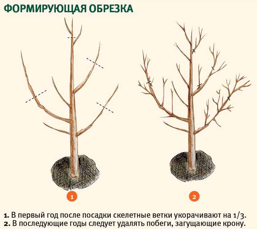 Чем полить дерево чтобы оно засохло быстро - народные и химические способы.