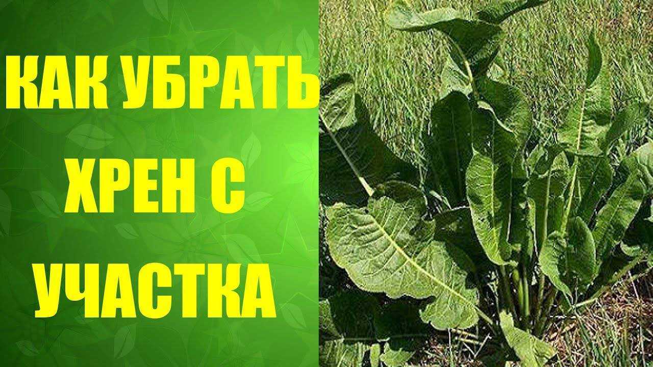 Хреновая битва, или как избавиться от хрена на огороде? фото — ботаничка