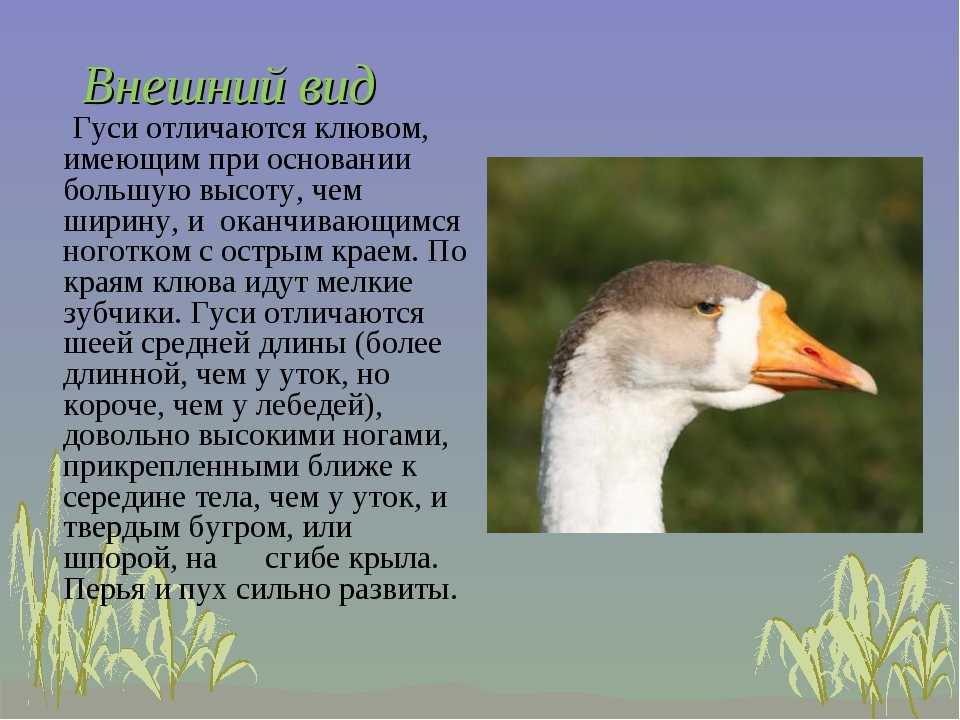 Гусь и утка - отличия: как выглядят, в чем разница, основные признаки