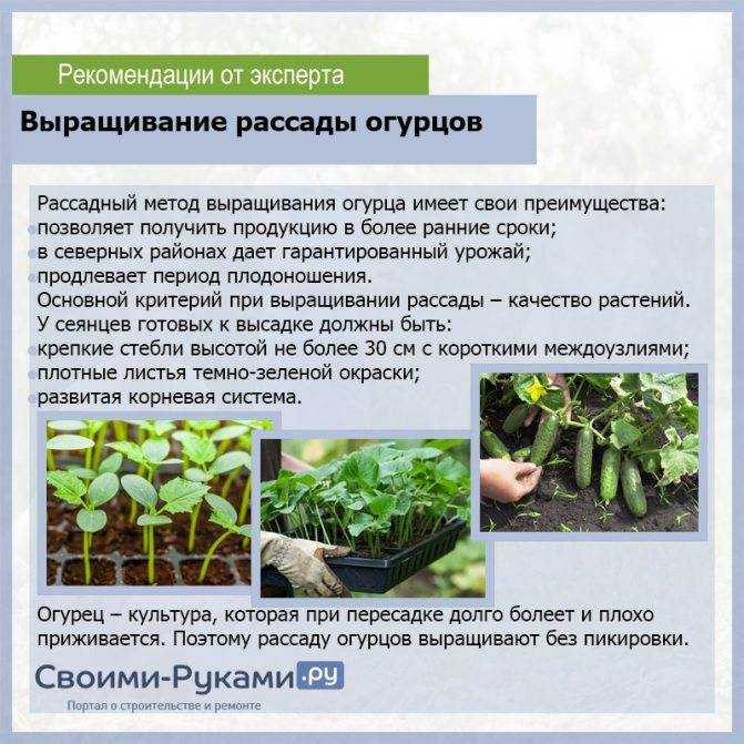 Грядка под огурцы