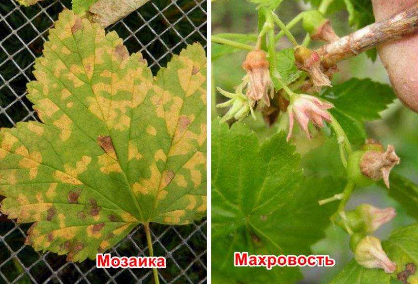 Смородина: болезни и вредители, фото, почему желтеет и сохнет, чем обработать