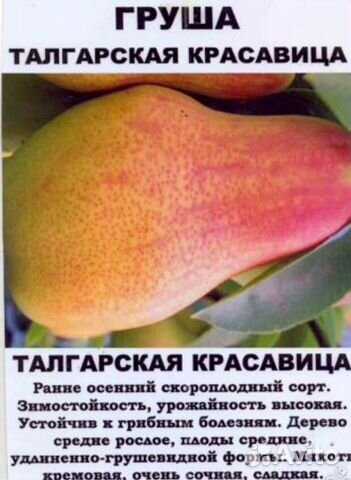 Груша талгарская красавица: описание и характеристика сорта, выращивание, посадка и уход