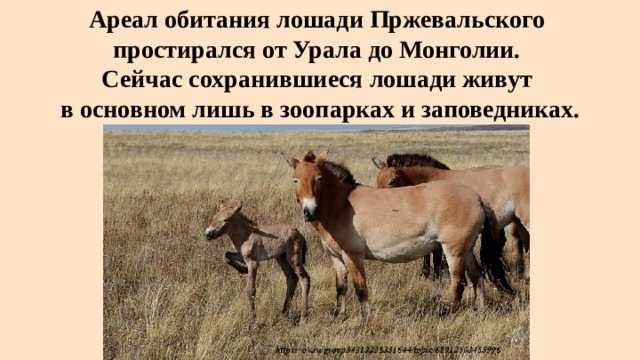 Лошадь пржевальского: численность, экстерьер, образ жизни коней