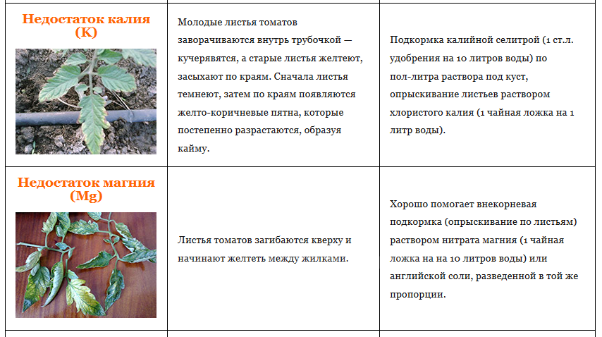 Как определить чего не хватает томатам по цвету листьев - признаки недостатка или избытка минералов и микроэлементов (75 фото)
