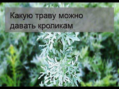 Чем кормить кроликов?