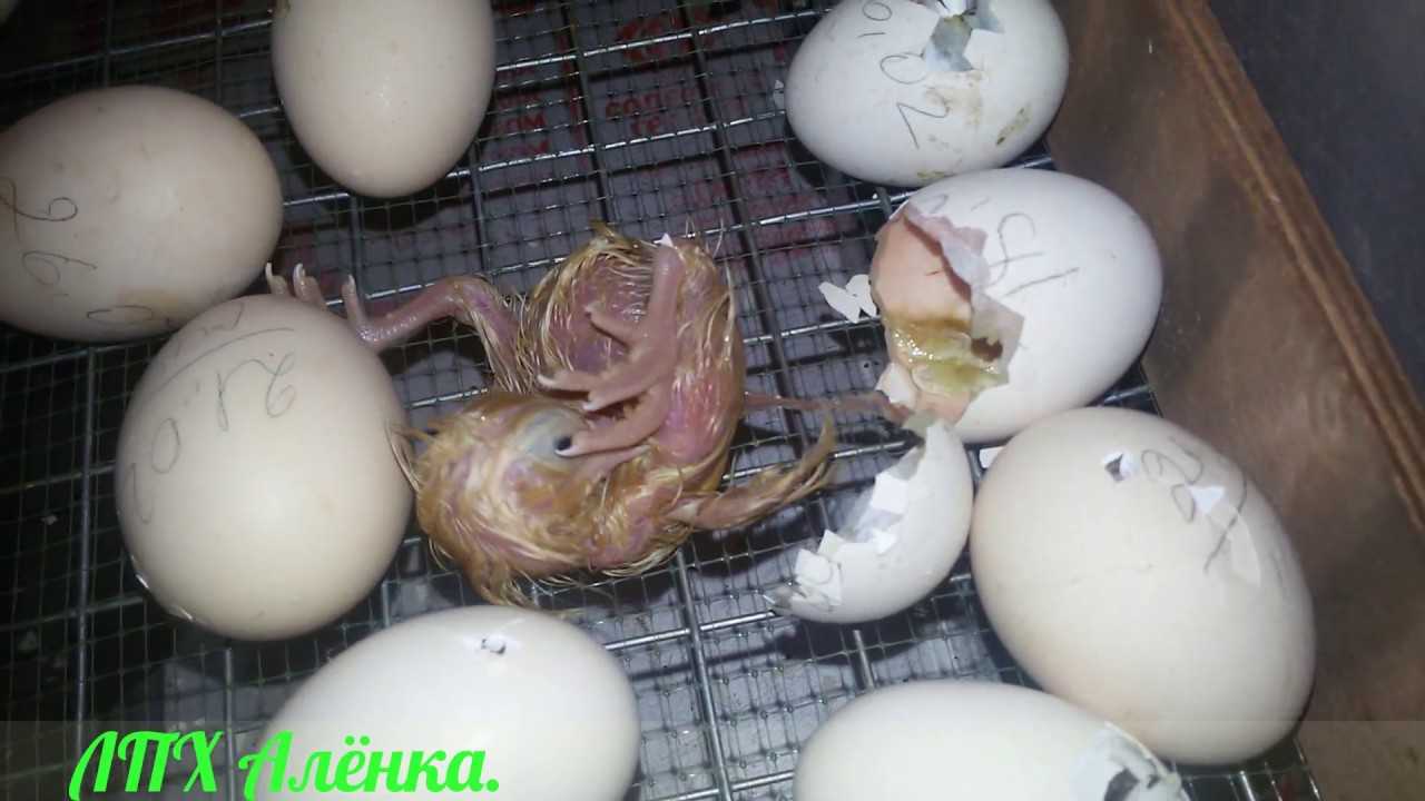 ᐉ как вылупляются цыплята. подробное описание процесса - zooon.ru