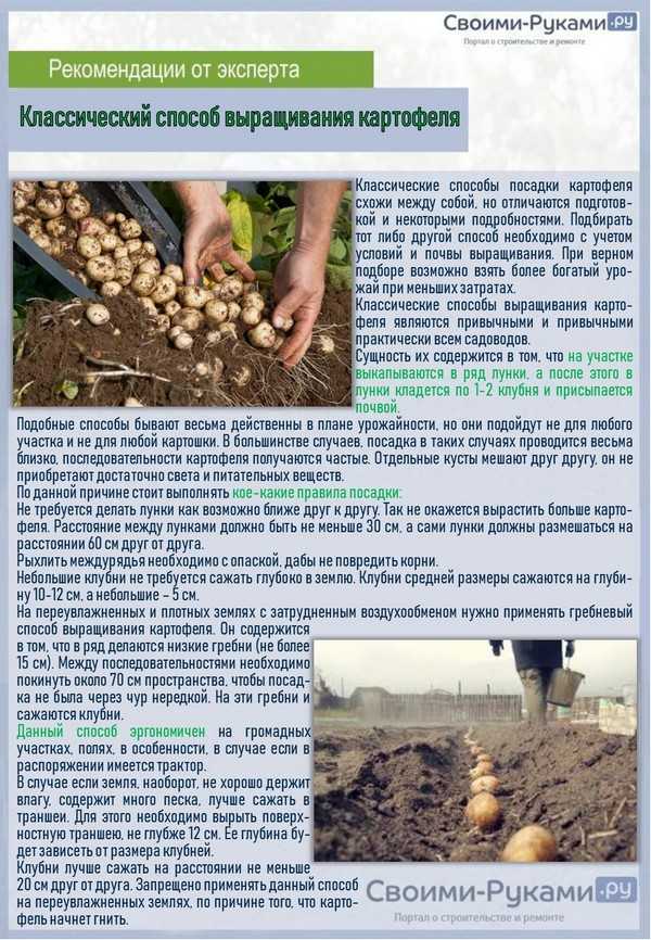 Как нужно сажать картошку и когда это лучше всего делать