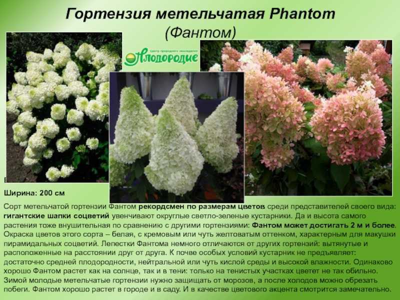 Почему не цветет гортензия: что делать если не цветет гортензия, плохо цветет, плохо растет комнатная, на какой год цветет, как заставить цвести | qlumba.com