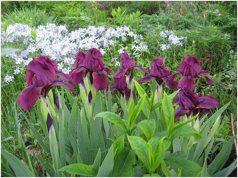Ирис германский - iris germanica - описание таксона - плантариум