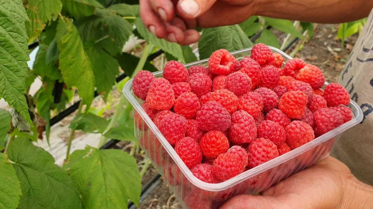 В светофоре 🔴🟡🟢саженцы очень дешево🌱🏷+фотографии и описание каждого саженца