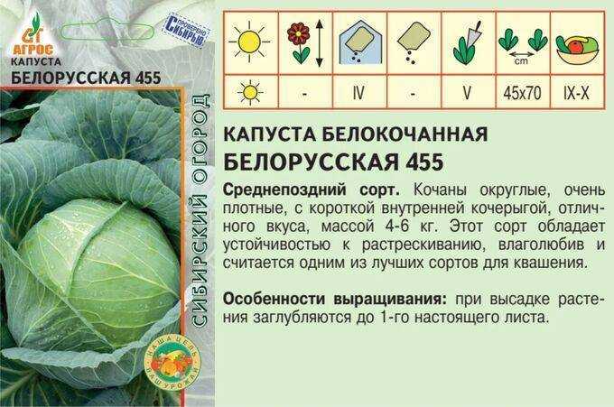 Капуста белорусская ?: характеристики сорта и советы по уходу и посадке | qlumba.com